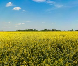 Champ de colza illustration biofioul