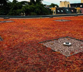 Evacuation des eaux pluviales